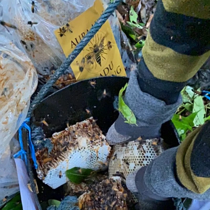 Proses penuaian madu tualang asli oleh pemanjat profesional di hutan tropika Malaysia