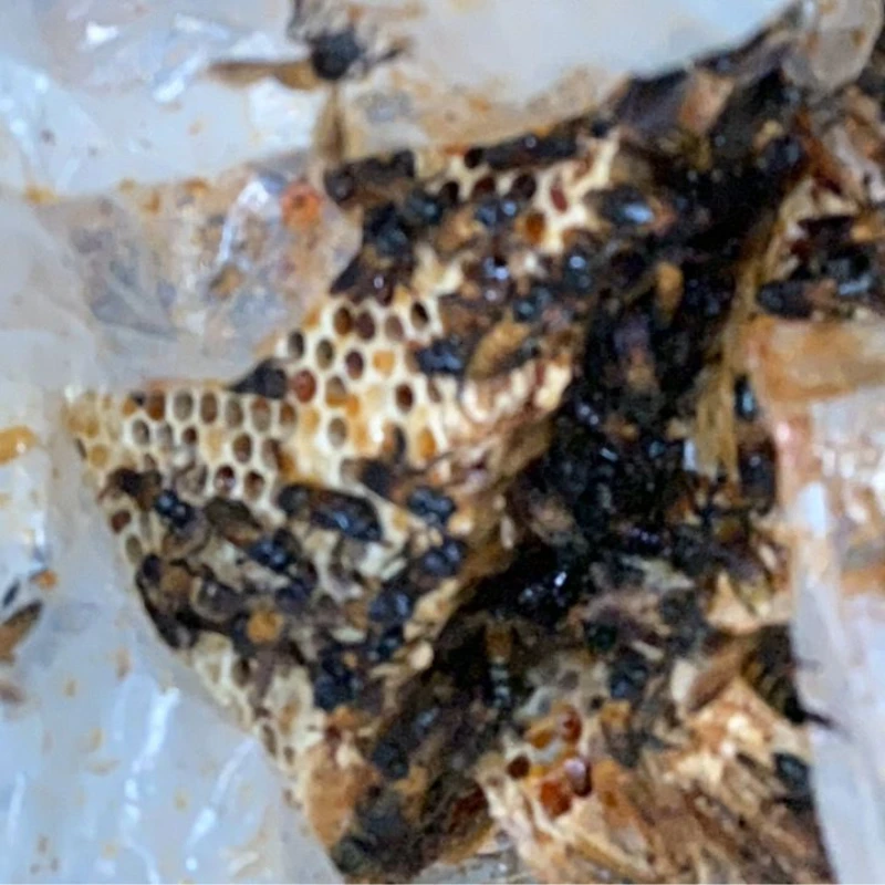 Sarang lebah liar Apis dorsata di pokok Tualang sebelum dituai secara tradisional