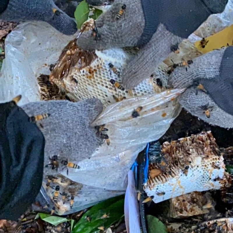 Pasukan Madu Tualang Aura menuai sarang lebah Apis dorsata dari pokok Tualang tinggi